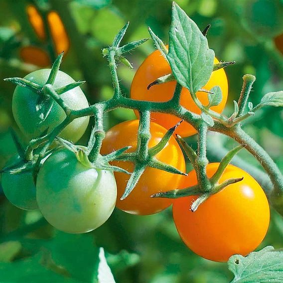 Tomato F1 'Honeycomb (Indeterminate)' - Seeds