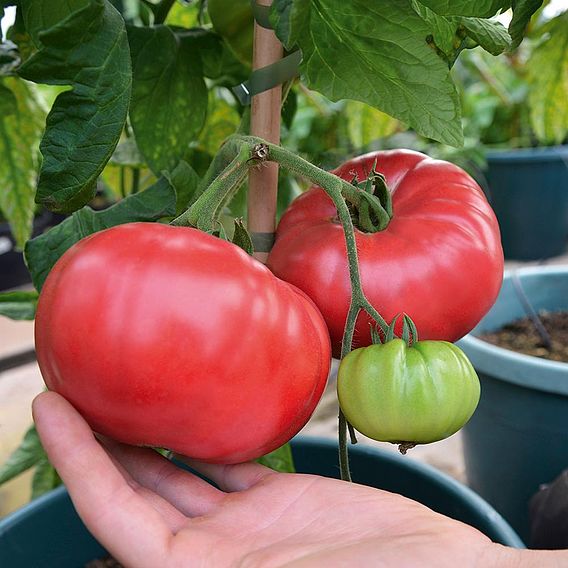 Tomato Seeds - F1 Crimson Blush (Indeterminate)