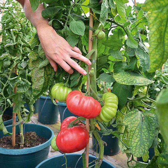 Tomato Seeds - F1 Crimson Blush (Indeterminate)