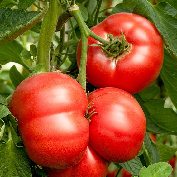 Grafted Tomato Plant - F1 Crimson Blush