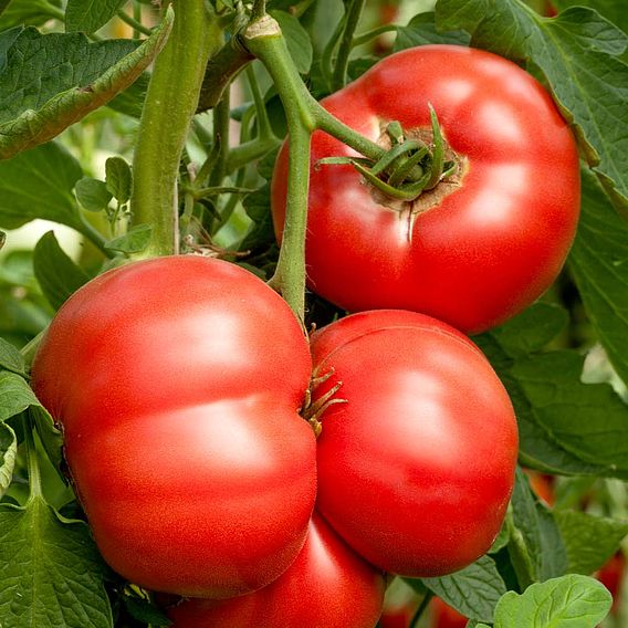 Tomato Crimson Collection (Grafted)