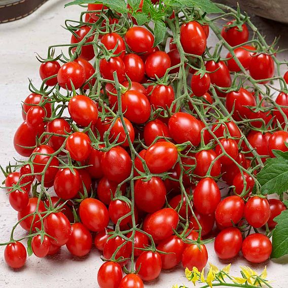 Tomato 'Tutti Frutti Collection' (Grafted)