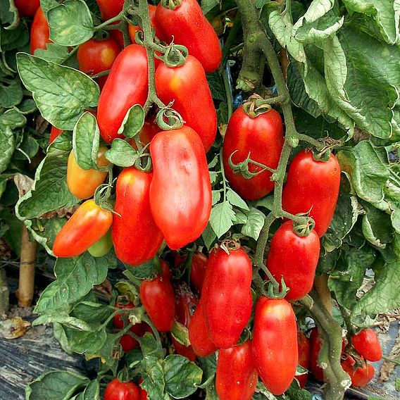 Tomato Seeds - San Marzano 2 (Indeterminate)