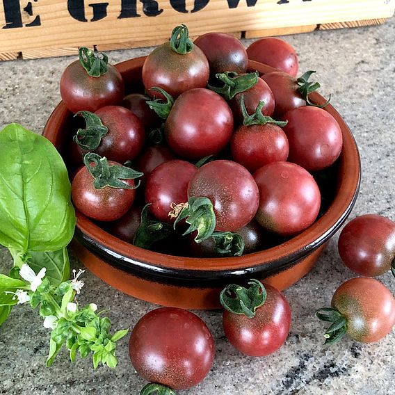 Tomato 'Rosella' (Grafted)