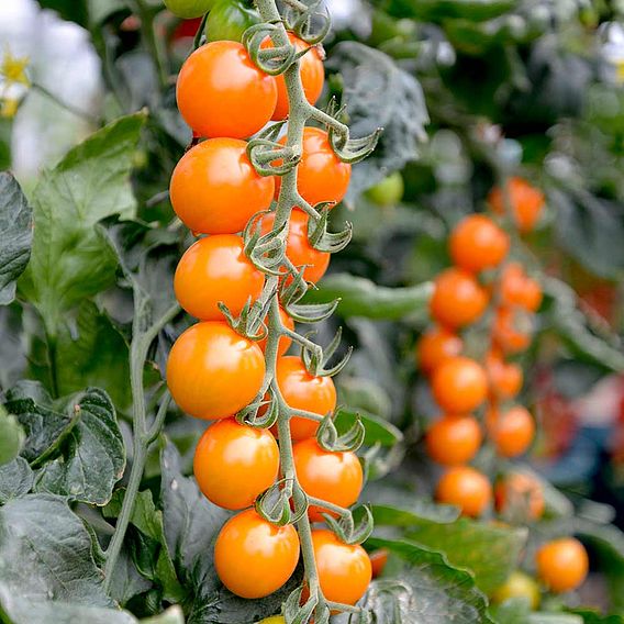 Tomato F1 'Honeycomb (Indeterminate)' - Seeds