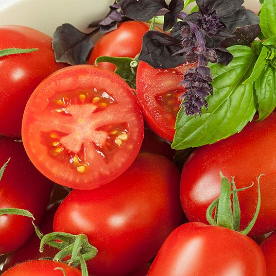 Tomato Seeds - Crimson Plum F1 (Indeterminate)