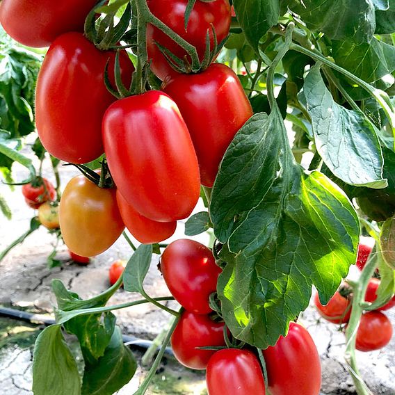 Tomato Seeds - Crimson Plum F1 (Indeterminate)