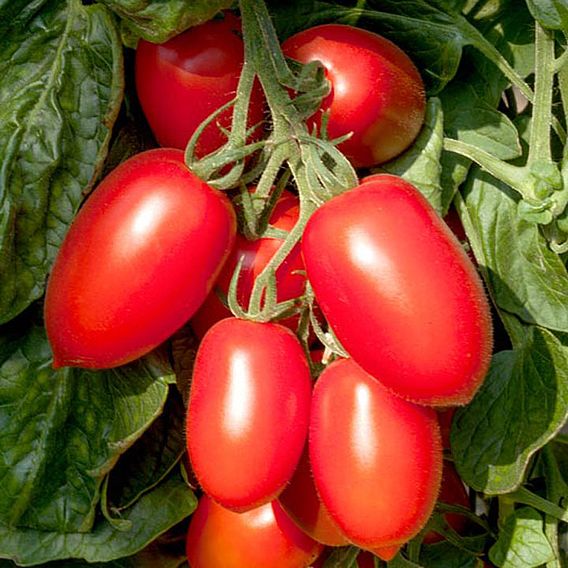 Tomato 'Crimson Plum F1 (Indeterminate)' - Seeds