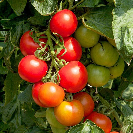 Tomato 'Crimson Cocktail F1 (Indeterminate)' - Seeds