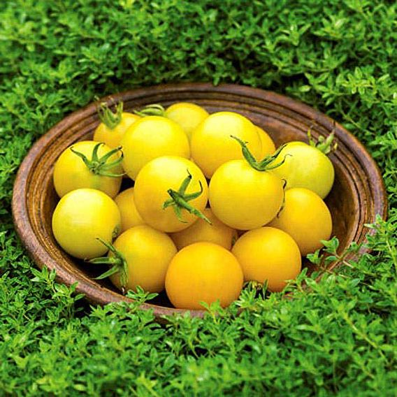 Tomato 'Honey Delight F1 (Indeterminate)' - Seeds