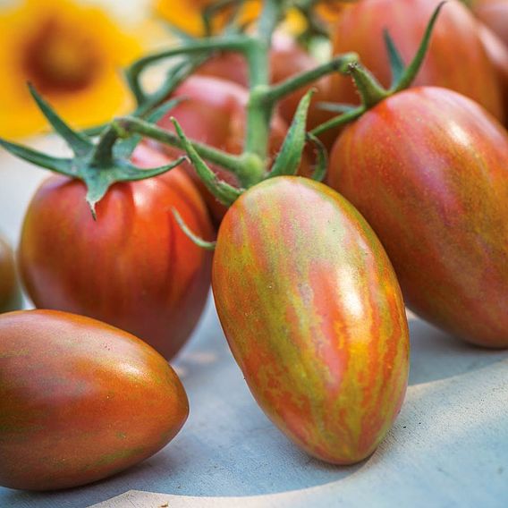Tomato 'Shimmer F1 (Indeterminate)' - Seeds
