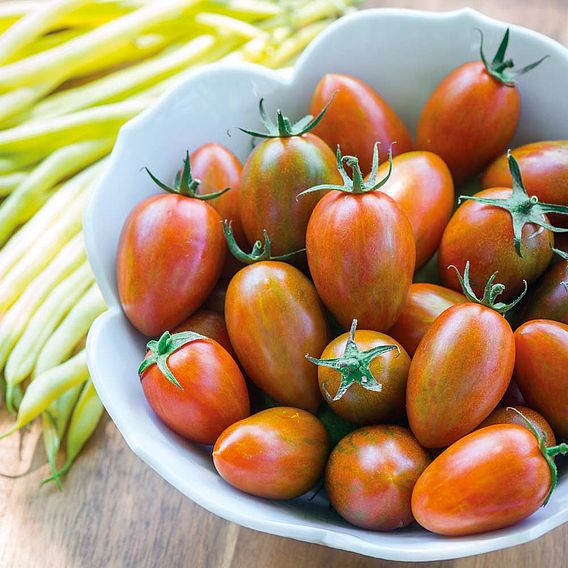 Tomato 'Shimmer F1 (Indeterminate)' - Seeds