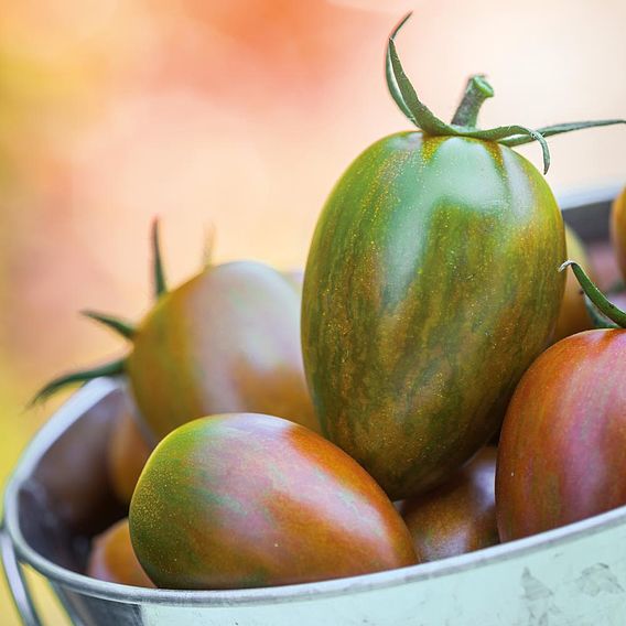 Tomato 'Shimmer' F1 Hybrid (Grafted)