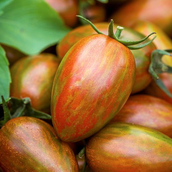 Tomato 'Shimmer F1 (Indeterminate)' - Seeds