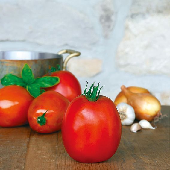 Tomato 'Super Sauce F1 (Indeterminate)' - Seeds