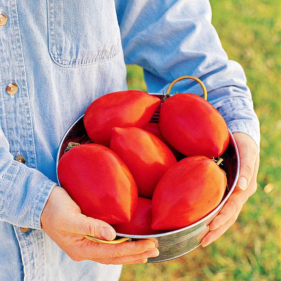 Tomato 'Super Sauce F1 (Indeterminate)' - Seeds