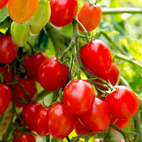 Tomato Seeds - Romello F1 (Determinate)