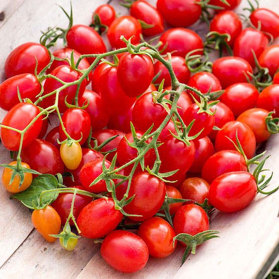 Tomato 'Romello F1 (Determinate)' - Seeds