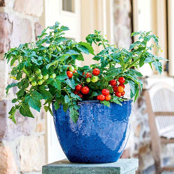 Tomato Plant - Veranda Red