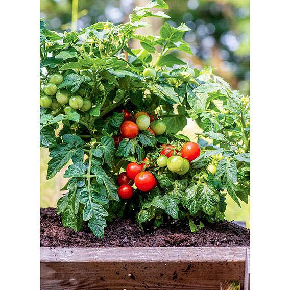 Tomato Seeds - Veranda Red F1 (Determinate)