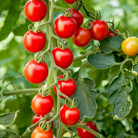 Tomato 'Crimson Cherry F1 (Cordon)' - Seeds
