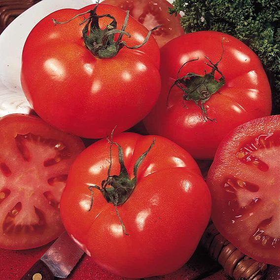 Tomato Seeds - Marmande (Determinate)