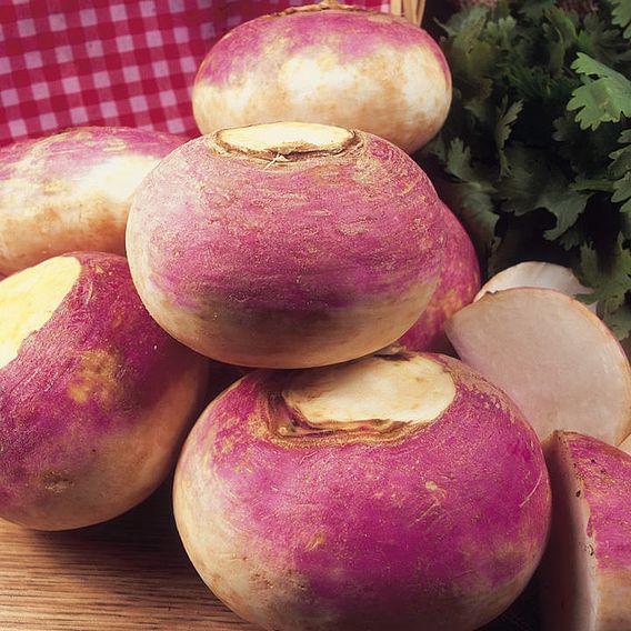 Turnip 'Purple Top Milan' - Seeds