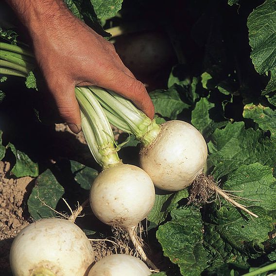 Turnip 'Snowball' - Seeds