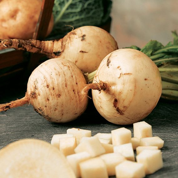 Turnip 'Golden Ball' - Seeds