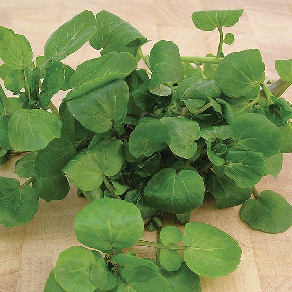 Cress 'Watercress Aqua' - Seeds