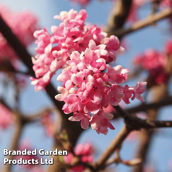 Viburnum x bodnantense 'Dawn'