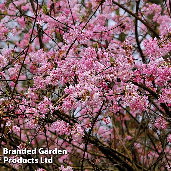 Viburnum x bodnantense 'Dawn'