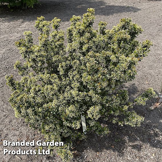 Viburnum 'Fairy Stars'