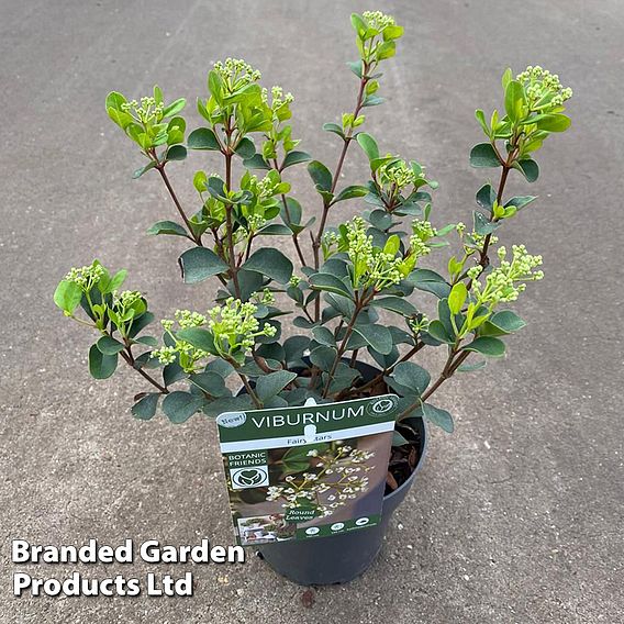 Viburnum 'Fairy Stars'