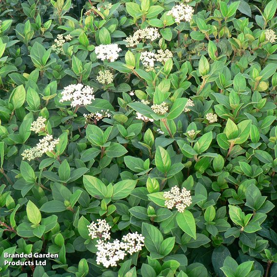 Viburnum tinus 'French White'