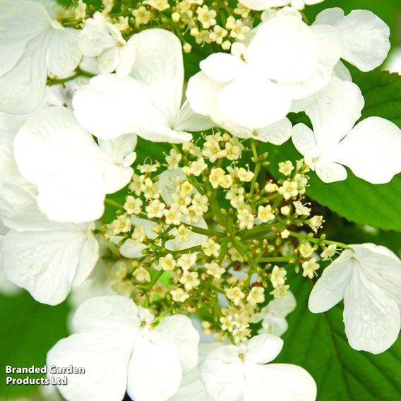 Viburnum plicatum f. tomentosum 'Kilimanjaro Sunrise'