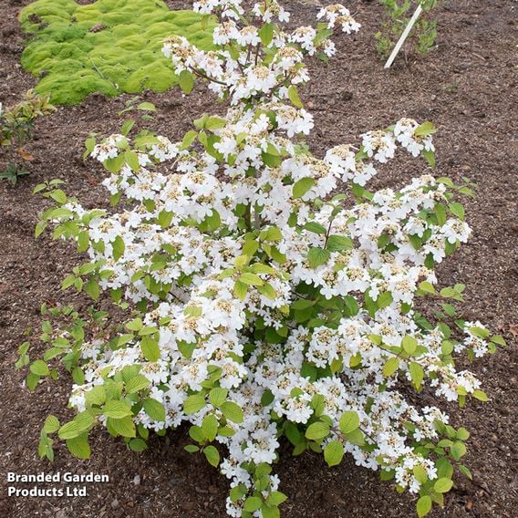 Viburnum plicatum f. tomentosum 'Kilimanjaro Sunrise'