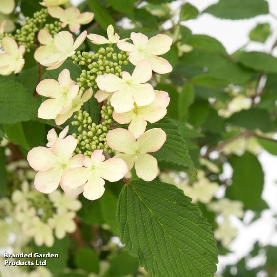 Viburnum plicatum f. tomentosum 'Kilimanjaro Sunrise'
