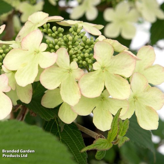 Viburnum plicatum f. tomentosum 'Kilimanjaro Sunrise'