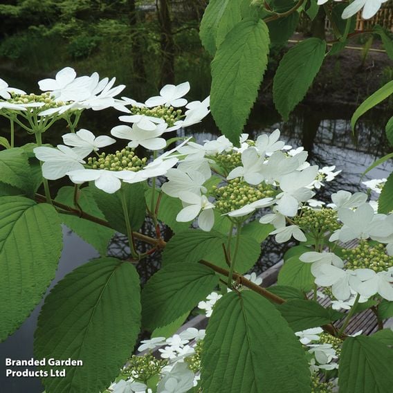 Viburnum plicatum f. tomentosum 'Kilimanjaro Sunrise'