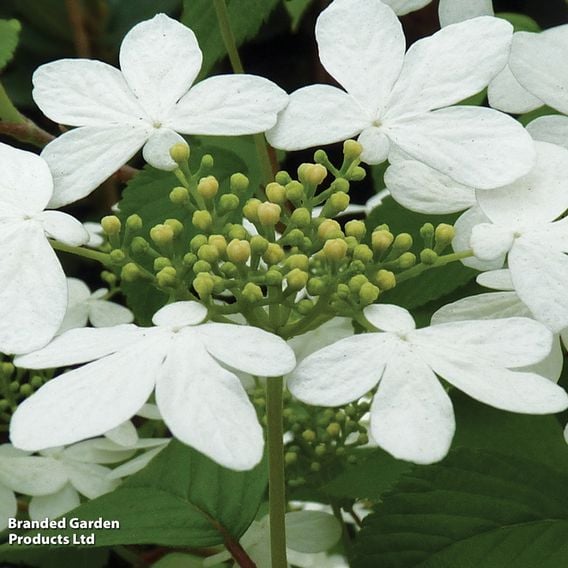 Viburnum plicatum f. tomentosum 'Kilimanjaro Sunrise'