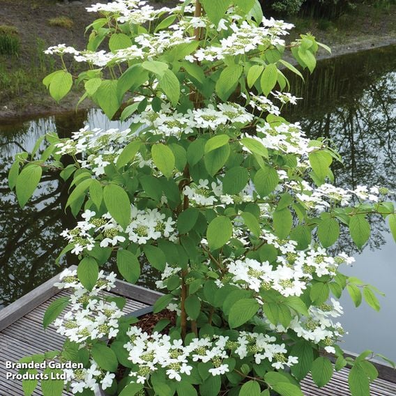 Viburnum plicatum f. tomentosum 'Kilimanjaro Sunrise'