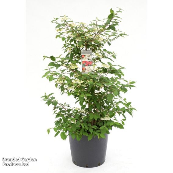 Viburnum plicatum f. tomentosum 'Kilimanjaro Sunrise'