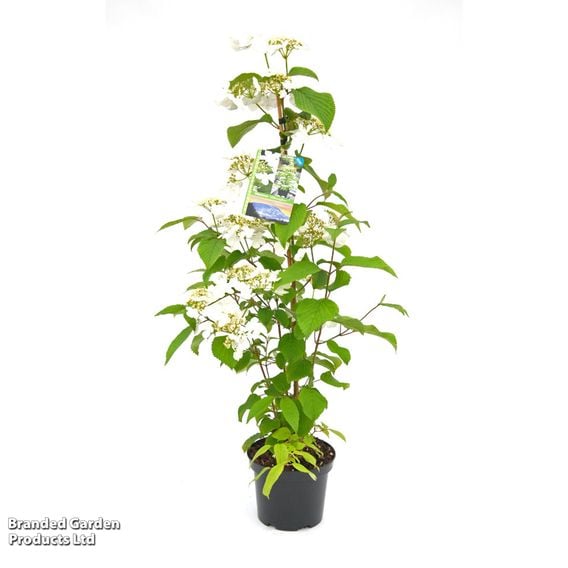 Viburnum plicatum f. tomentosum 'Kilimanjaro Sunrise'