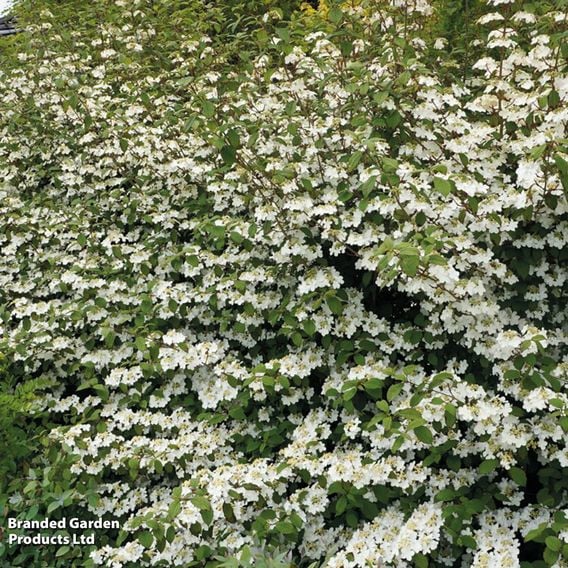 Viburnum plicatum f. tomentosum 'Kilimanjaro Sunrise'