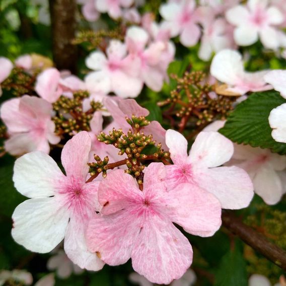 Viburnum plicatum f. tomentosum 'Kilimandjaro Sunrise'