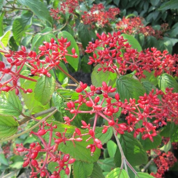 Viburnum plicatum f. tomentosum 'Kilimandjaro'