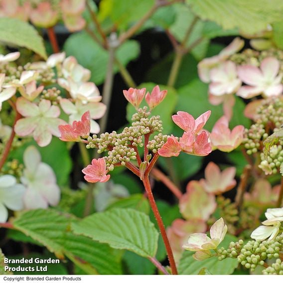 Viburnum plicatum f. tomentosum 'Kilimanjaro Sunrise'
