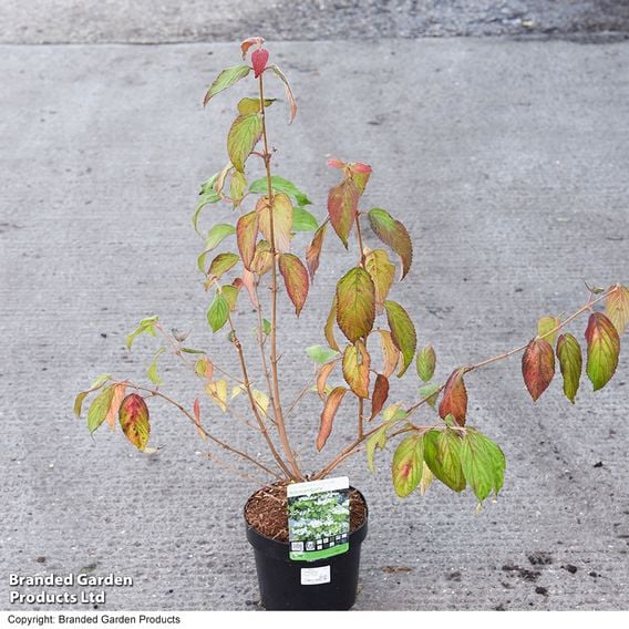 Viburnum plicatum f. tomentosum 'Kilimanjaro Sunrise'