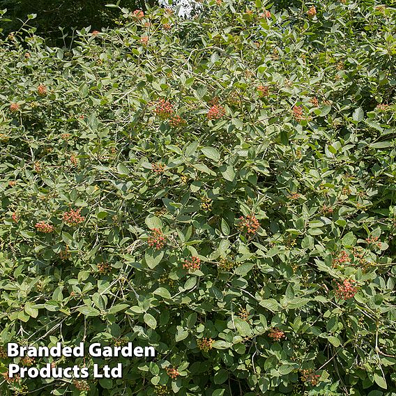 Wayfaring Tree (Hedging)